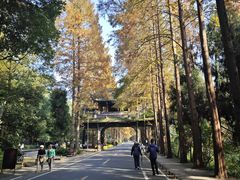 -青城甲(青城山店)