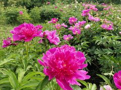 -长春公园(普阳街道)