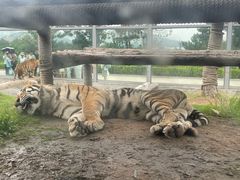 -西霞口神雕山野生动物世界