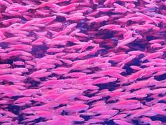 -华声天桥民俗文化园