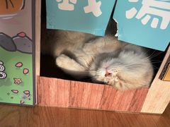 -猫大福·Fortune Cat猫舍(百子湾店)