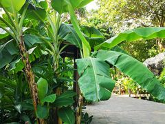 -植物园哈利亚餐厅