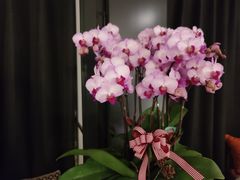 -Angkor SPA 柬埔寨古法按摩(环贸店)