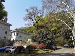 -武汉大学-樱园