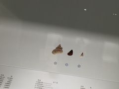 -青岛贝壳博物馆