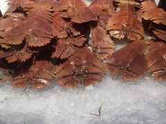 -诱货海鲜自助火锅(爱琴海购物公园东百店)
