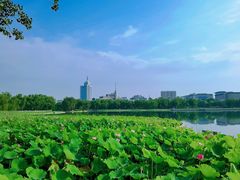 -莲花池公园