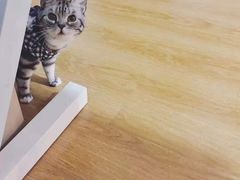 -艾贝尔宠物诊疗