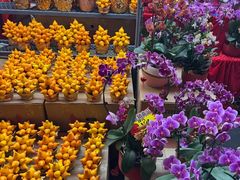 -越秀西湖花市(广州城市广场花卉店)