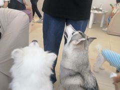 -怪兽屋·羊驼·猫咖·狗咖(俊华广场店)