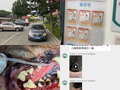 -派美特宠物医院·核磁CT·骨科肿瘤·疑难转诊(沈农禾丰店)
