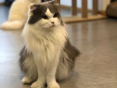 -松果猫咖(桐乡吾悦金街店)