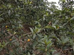 -塘栖枇杷特色园区