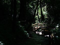 -莫里热带雨林景区