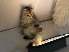 -猫大福·Fortune Cat猫舍(百子湾店)
