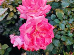 -人民公园(罗湖区)