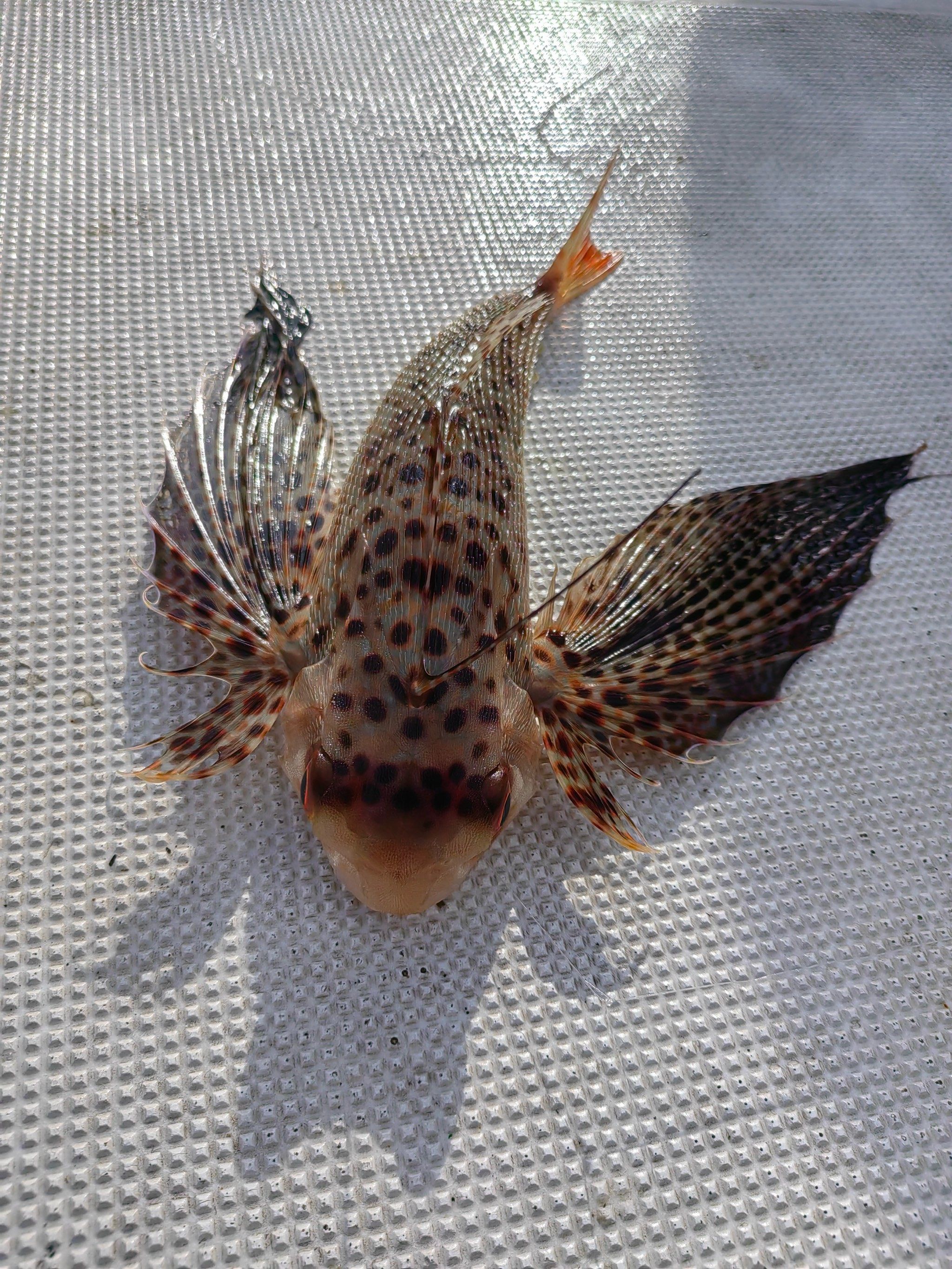 原来六眼飞鱼并没有六只眼睛啊