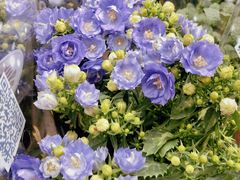 -循礼门鲜花花市(武汉循礼门店)