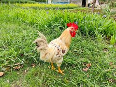 -贡湖湾湿地公园