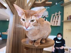 -飞行喵MR PILOT|猫舍·猫咖(静安大融城店)