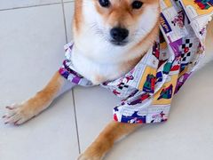 -怪兽屋·羊驼·猫咖·狗咖(俊华广场店)