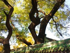 -北京国子监胡同