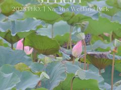 -大湾区中央湿地公园