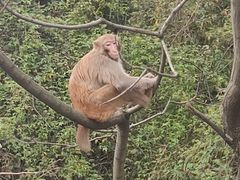 -苏州上方山国家森林公园