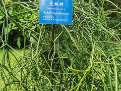 -中国科学院西双版纳热带植物园