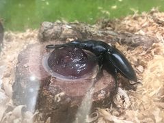 -上海昆虫博物馆