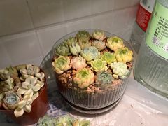-双季花艺园艺市场(浦东店)