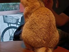 -咖法森林·咖啡  酒吧(天河店)