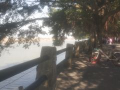 -大湾区中央湿地公园