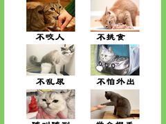 -柚子猫舍·精品猫舍购猫·猫咪认养·购宠·宠物店