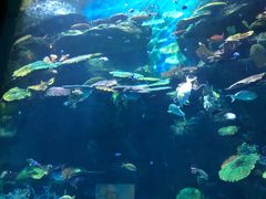 -暹罗海洋世界