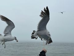 -海驴岛(荣成市)