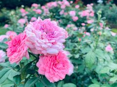 -人民公园(罗湖区)