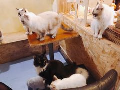 -猫色咖啡·猫咖