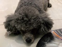 -北京观赏动物医院·24小时大型综合·猫专科·异宠专科