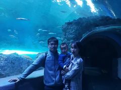 -芜湖新华联大白鲸海洋公园