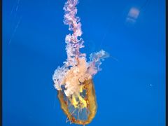 -太平洋海底世界