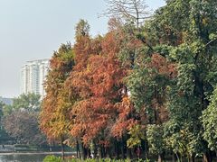 -荔湾湖公园