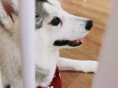 小苹果-Husky Go! 哈士奇体验馆·宠物咖啡厅狗咖