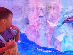 -芜湖新华联大白鲸海洋公园