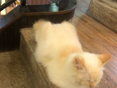 -more than meow吴止猫主题餐厅(承德 中船汇店)