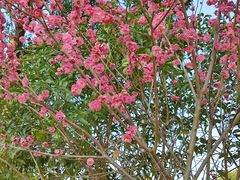 -不觉晓CAMPING(上海迪士尼营地店)