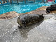 -海合安成都极地海洋公园
