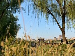 -莲花池公园