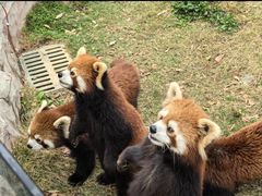 -灵玲国际马戏城