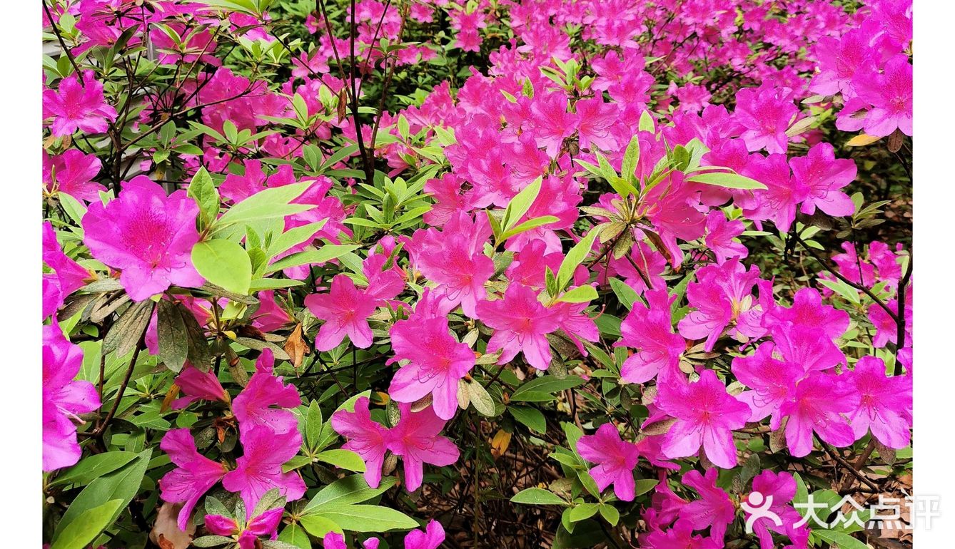 金陵花事||大行宫市民广场.杜鹃花